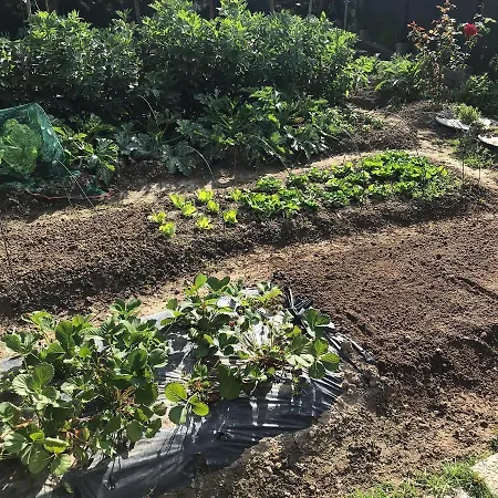 Casa Tognetti 3* Migliarino Pisano